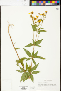 Coreopsis pubescens image