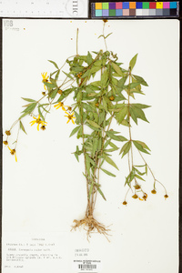 Coreopsis pubescens image