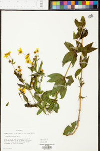 Coreopsis pubescens image