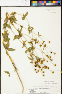 Coreopsis pubescens image