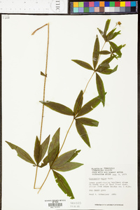 Coreopsis pubescens image