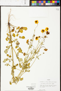 Coreopsis basalis image