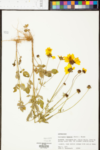 Coreopsis basalis image