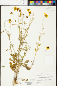 Coreopsis basalis image