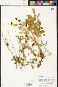 Coreopsis basalis image