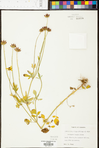 Coreopsis basalis image