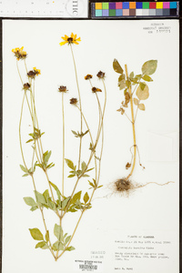 Coreopsis basalis image