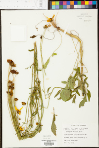 Coreopsis basalis image