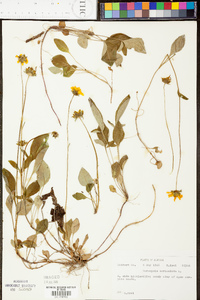 Coreopsis auriculata image