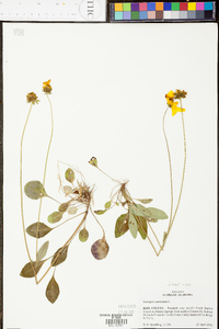 Coreopsis auriculata image