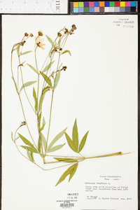 Coreopsis major image