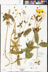 Coreopsis major image