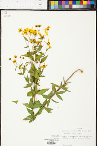 Coreopsis major image