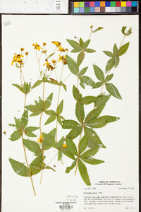 Coreopsis major image