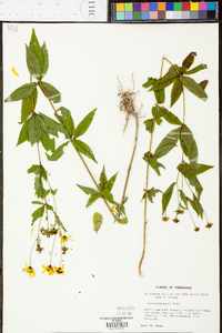 Coreopsis major image