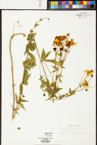 Coreopsis major image