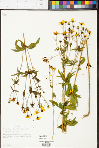 Coreopsis major image