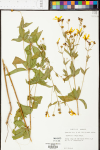 Coreopsis major image