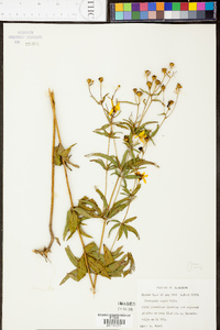 Coreopsis major image