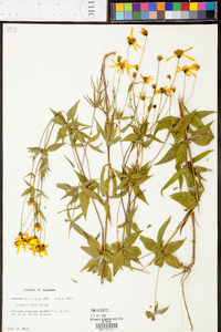 Coreopsis major image