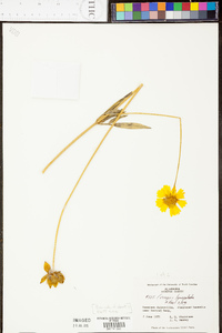 Coreopsis lanceolata image