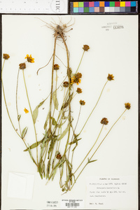 Coreopsis lanceolata image