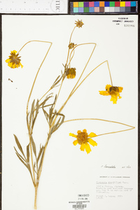 Coreopsis lanceolata image