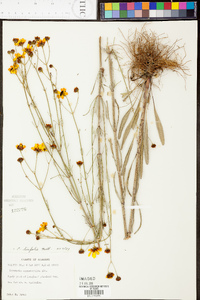 Coreopsis linifolia image