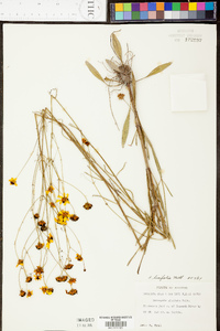 Coreopsis linifolia image