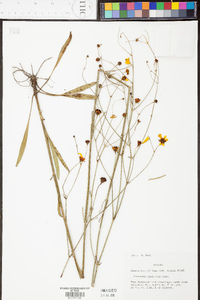 Coreopsis linifolia image