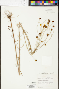 Coreopsis linifolia image