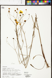 Coreopsis linifolia image