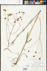 Coreopsis linifolia image