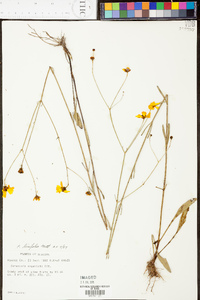 Coreopsis linifolia image