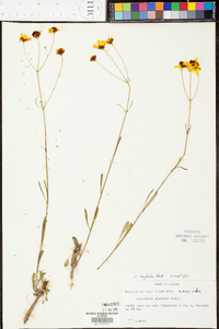 Coreopsis linifolia image