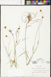 Coreopsis grandiflora var. harveyana image