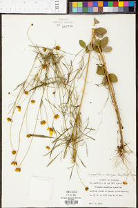 Coreopsis grandiflora image