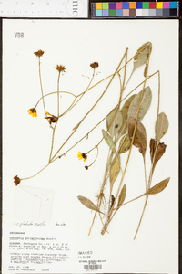 Coreopsis gladiata image