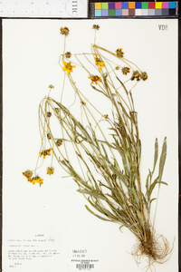 Coreopsis lanceolata image