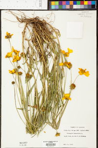 Coreopsis lanceolata image