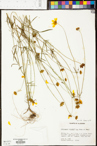 Coreopsis grandiflora image