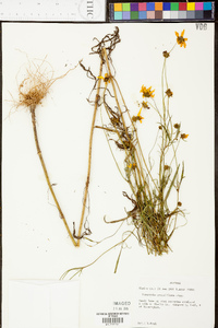 Coreopsis grandiflora image