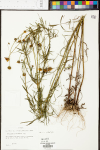 Coreopsis grandiflora image