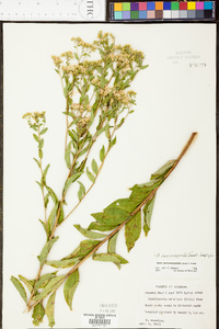 Doellingeria sericocarpoides image