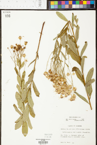 Doellingeria reticulata image