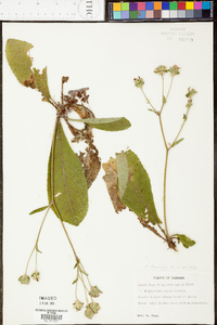 Elephantopus tomentosus image