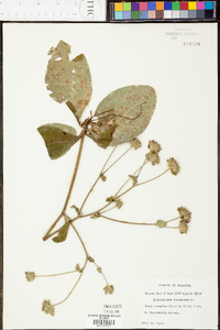 Elephantopus tomentosus image
