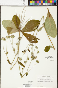 Elephantopus tomentosus image