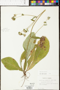 Elephantopus tomentosus image