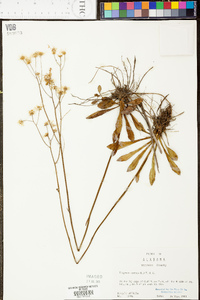 Erigeron vernus image